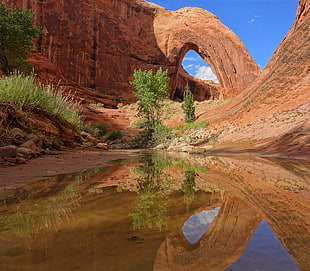 brown, broken bow