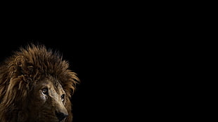 brown lion on black background HD wallpaper