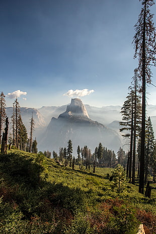 tall pine trees, Panorama Trail, Yosemite National Park, California, nature