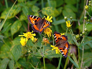 two red and black butterflies on yellow petal flowers HD wallpaper