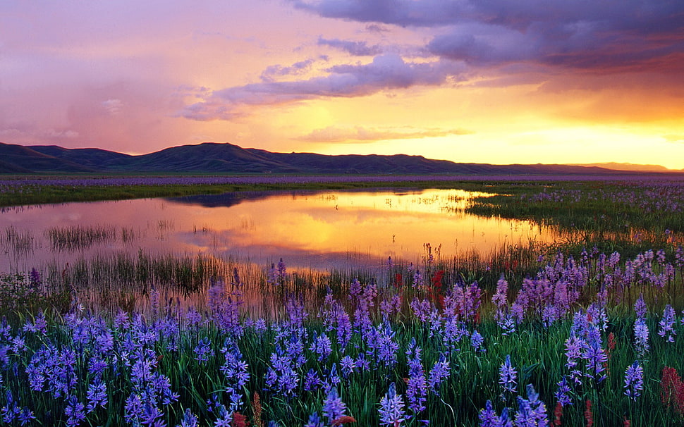 bed of grape hyacinth flowers, landscape, nature, clouds, sunset HD wallpaper