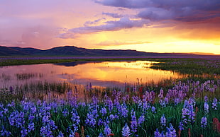 bed of grape hyacinth flowers, landscape, nature, clouds, sunset HD wallpaper