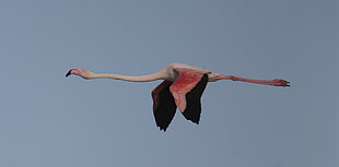 flying flamingo