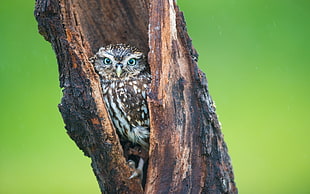 brown and white owl on tree trunk HD wallpaper