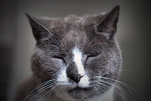 macro shot and gray and white cat HD wallpaper