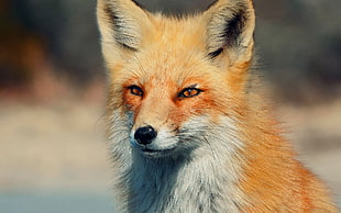 orange Fox HD wallpaper