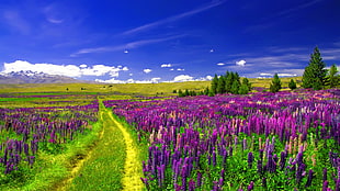 lavender field illustration HD wallpaper