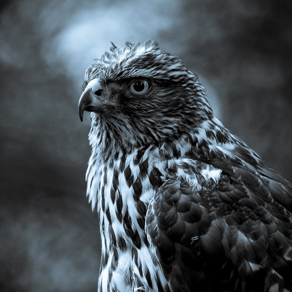 gray scale photography of eagle HD wallpaper