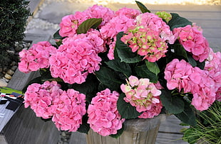 pink flower bouquet