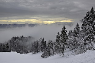 pine trees covered with snow, trees, landscape, forest