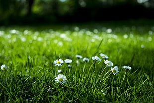 nature, field, flowers, summer HD wallpaper