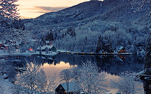 pine tree and lake, snow, nature, forest, mountains