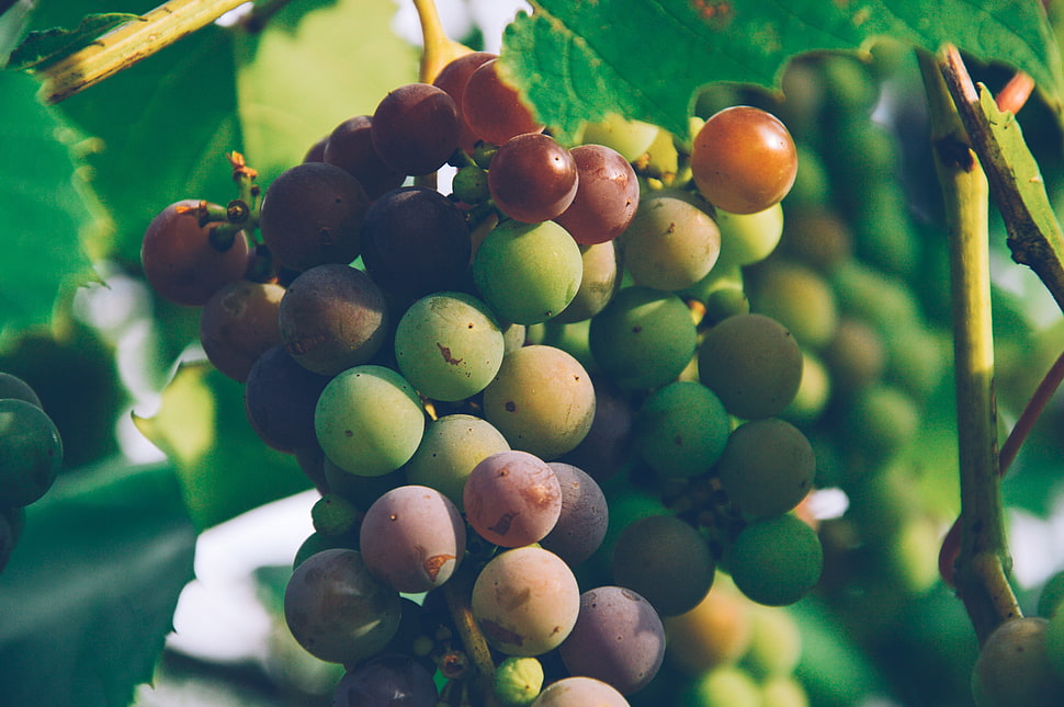 selective focus photography of white and red grapes HD wallpaper