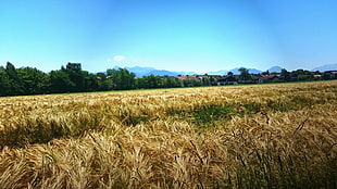 wheat field, landscape, field, sky, plants HD wallpaper