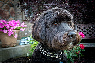 close-up photo of long-coated wirehaired brown and gray dog during daytime HD wallpaper