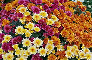 white, orange, and purple flowers HD wallpaper