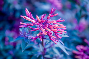 shallow focus photography of pink flower