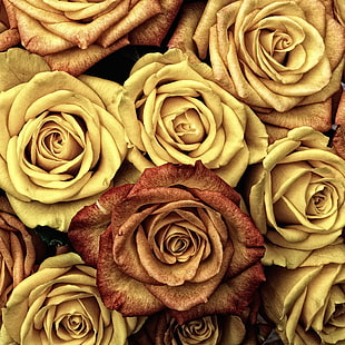 closeup photography of brown and yellow roses HD wallpaper