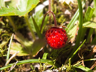 round red fruit, strawberries, fruit, karadeniz, Turkey