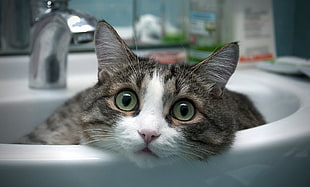 gray tabby cat on white ceramic sink HD wallpaper