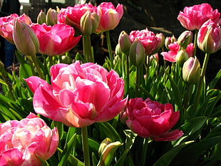 close photo of pink clustered Peony flower