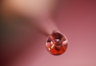 close up photo of dewdrop HD wallpaper