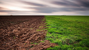 green grass field, grass, dirt, nature, landscape