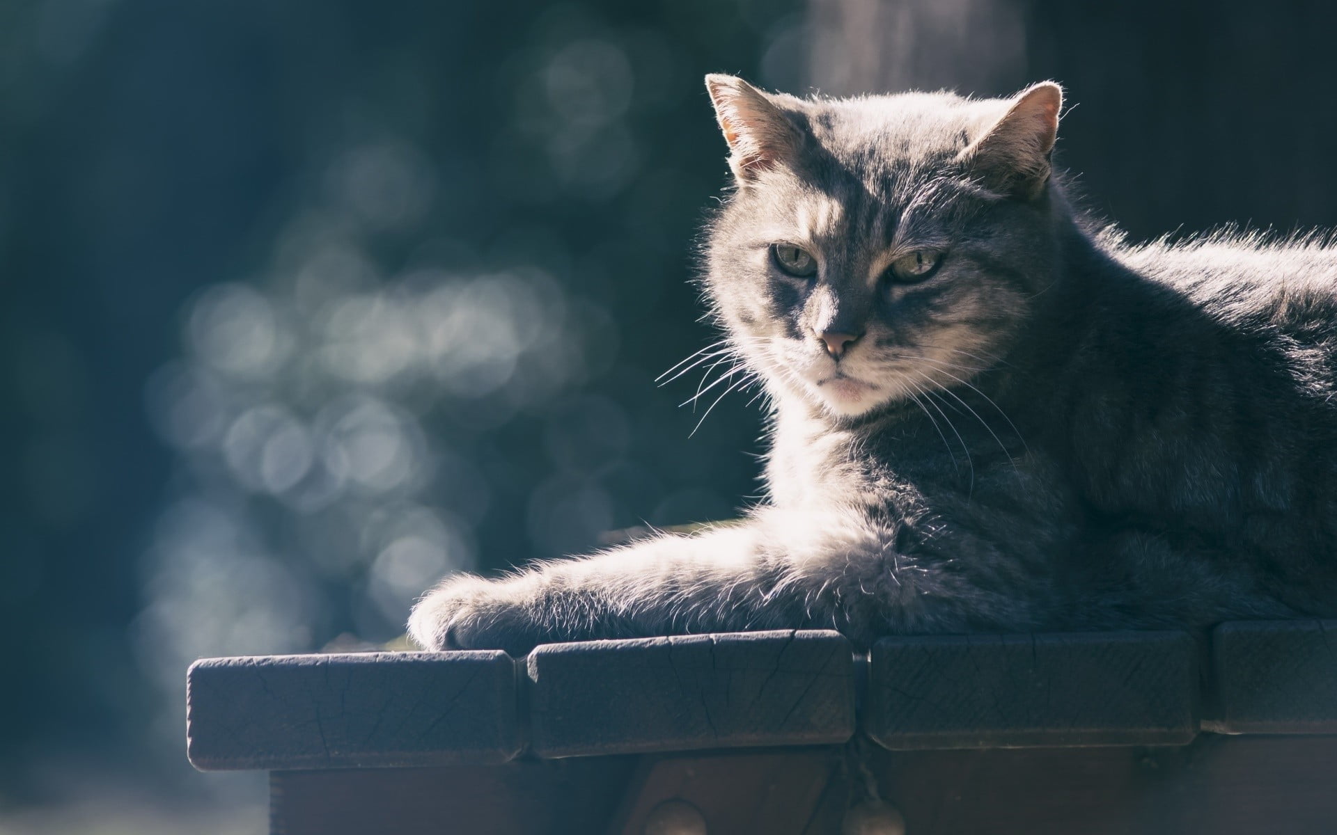 silver tabby cat, animals, cat