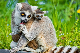 selective focus photography of two gray and brown lemurs HD wallpaper