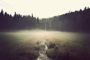 green grass field, mist, power lines, stream, field