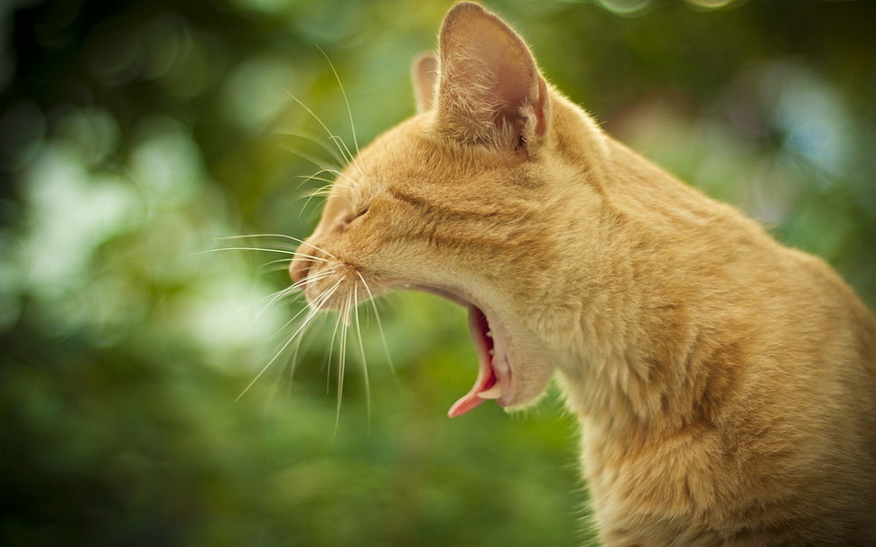 selective photo of orange Tabby cat HD wallpaper