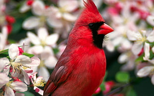 soft photography of red Cardinal bird HD wallpaper