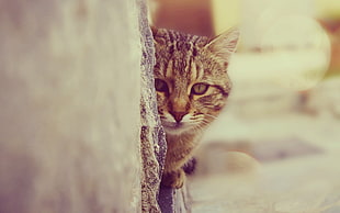 green tabby cat lying on gray concrete floor HD wallpaper