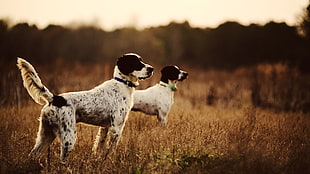 two white-and-black short-coated dogs, dog, nature, animals HD wallpaper