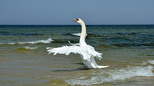 white swan on a sea spreading wings at daytime HD wallpaper