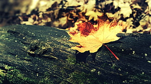 brown leaf, wood, fall, nature, leaves HD wallpaper