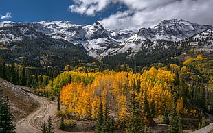 green pine tree lot, nature, landscape, road, dirt road