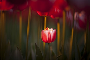 red tulips, macro HD wallpaper