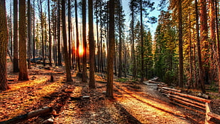 green leafed trees, nature, HDR, forest, sunset