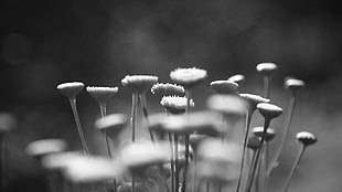 grayscale photo of chrysanthemum flowers HD wallpaper