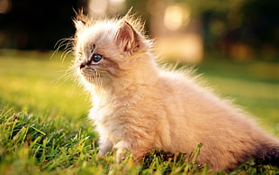 selective focus photography of white cat