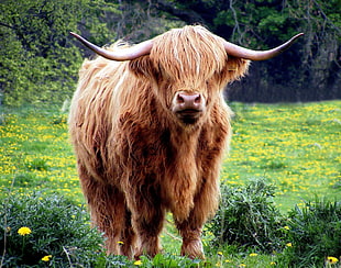 brown ox standing on green grass field during daytime HD wallpaper