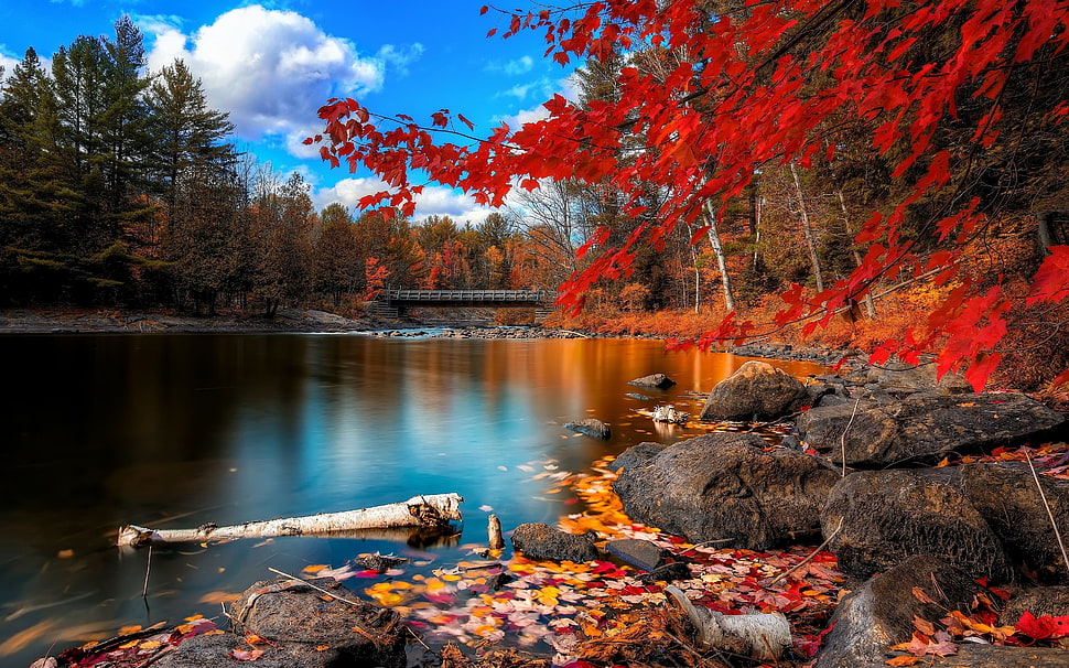 lake near red leaf tree HD wallpaper