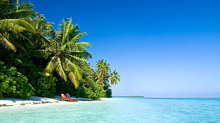 beach digital wallpaper, palm trees, sea, sky, beach HD wallpaper