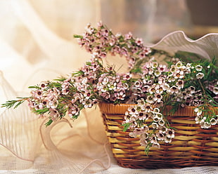 pink and white petaled flowers in brown wicker basket HD wallpaper