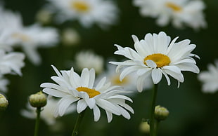 selective focus photo of white Daisies