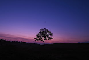 silhouette of tall tree at nighttime HD wallpaper