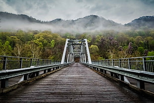 brown and gray bridge near trees covered with fogs HD wallpaper