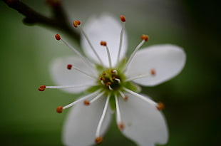 selective focus photography of white petaled flower HD wallpaper