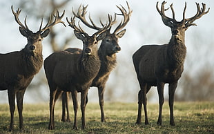 four brown deers, animals, deer HD wallpaper
